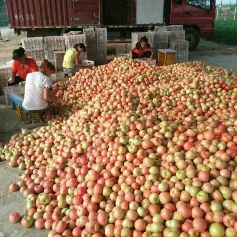 硬粉西红柿通货硬粉弧二以上