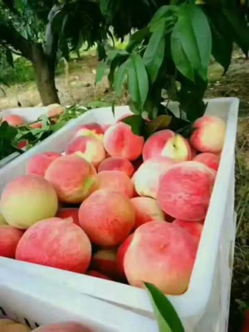 砀山突围桃白桃水蜜桃市场批发全国各地代发