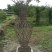 罗汉松苗，高度10~20cm，种植户基地直销