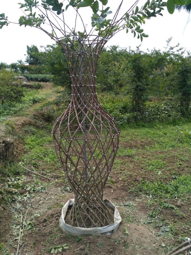罗汉松苗，高度10~20cm，种植户基地直销