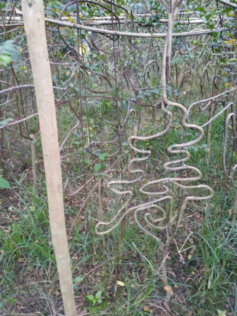 罗汉松苗，高度10~20cm，种植户基地直销
