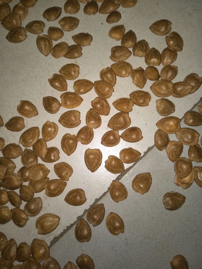 开口杏核，小龙66