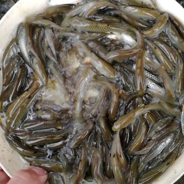 中华倒刺鲃