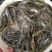 中华倒刺鲃