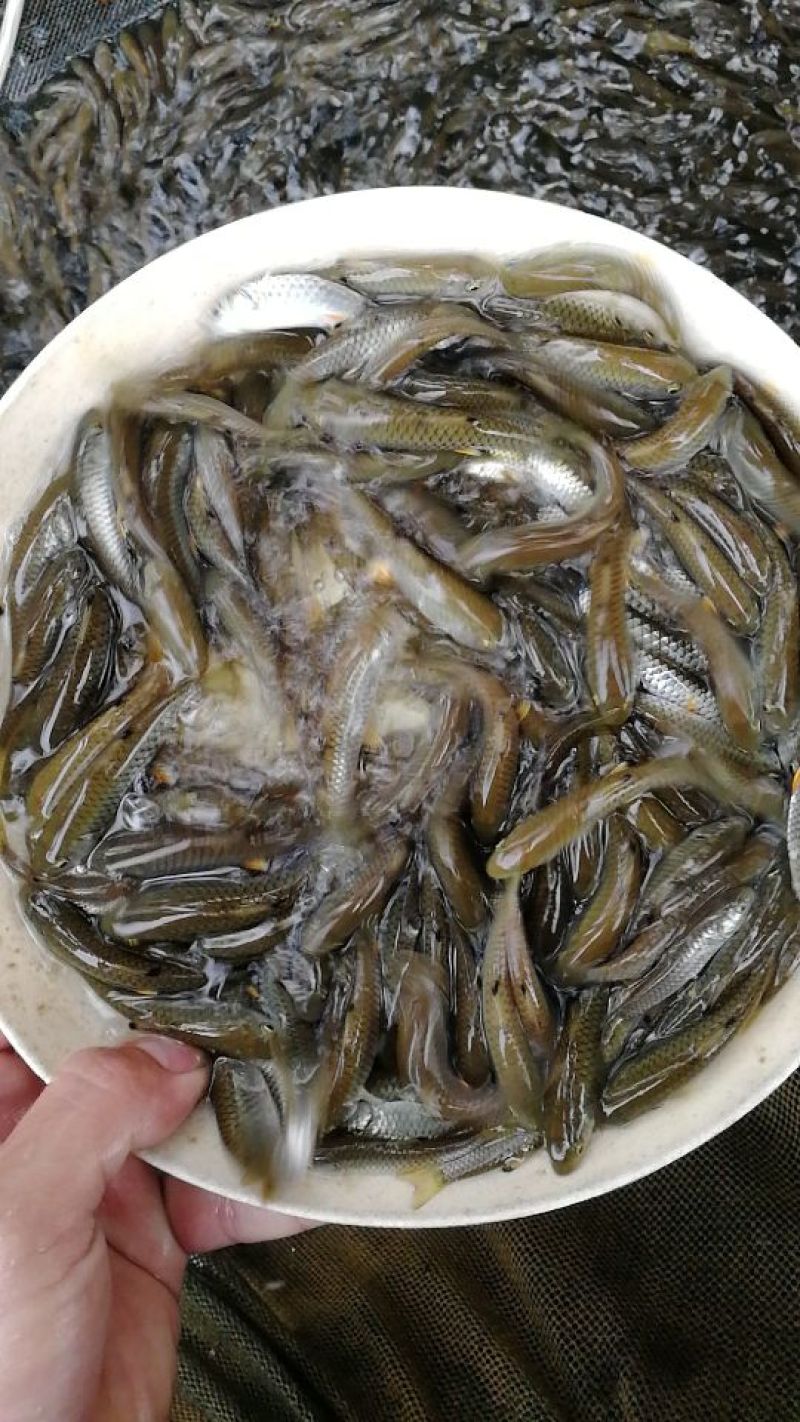 中华倒刺鲃