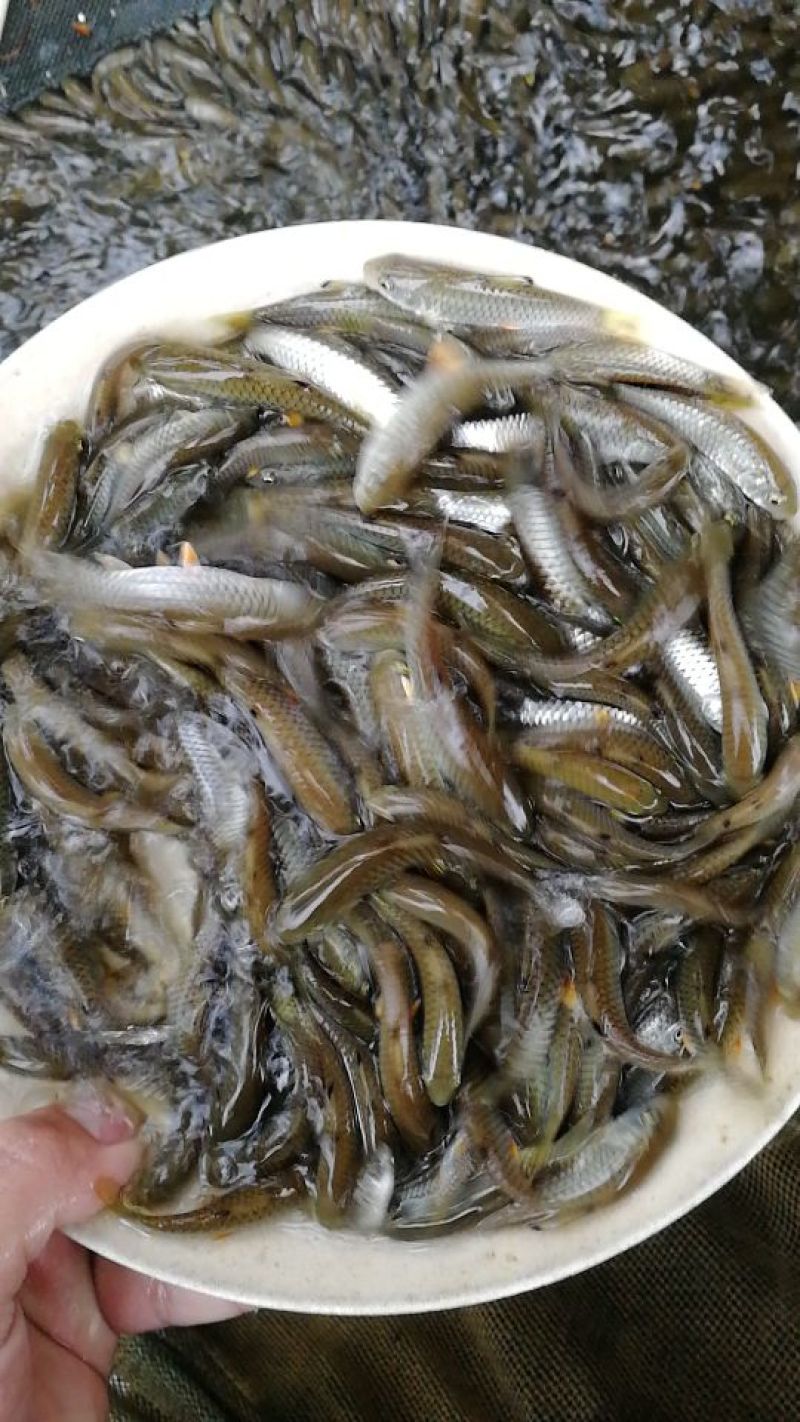 中华倒刺鲃