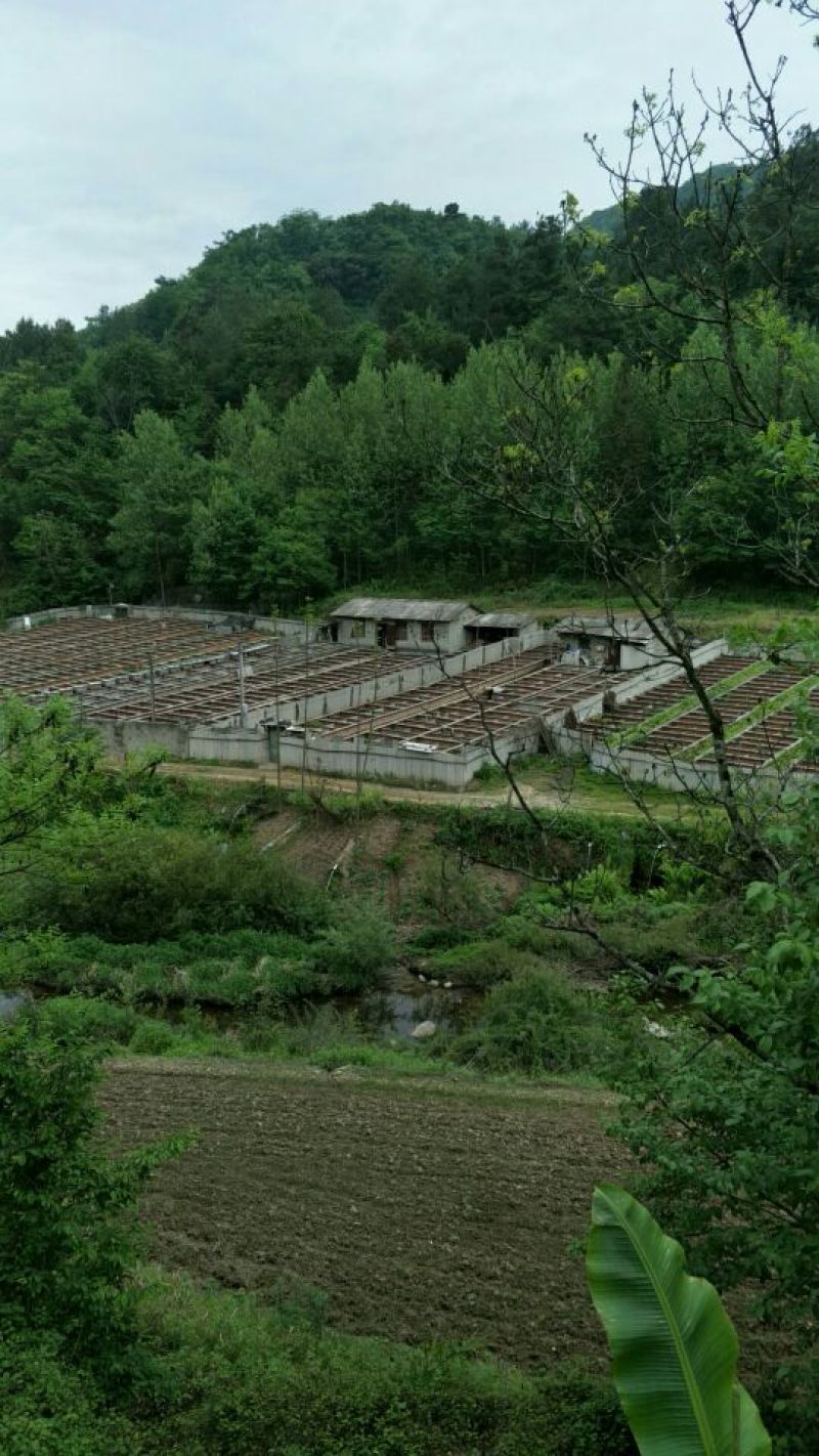 新源土蜂养土蜂养殖基地