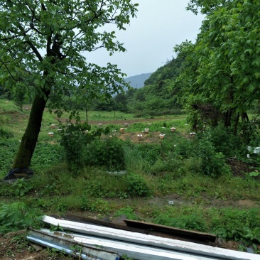 新源土蜂养土蜂养殖基地