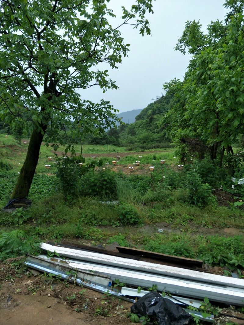 新源土蜂养土蜂养殖基地
