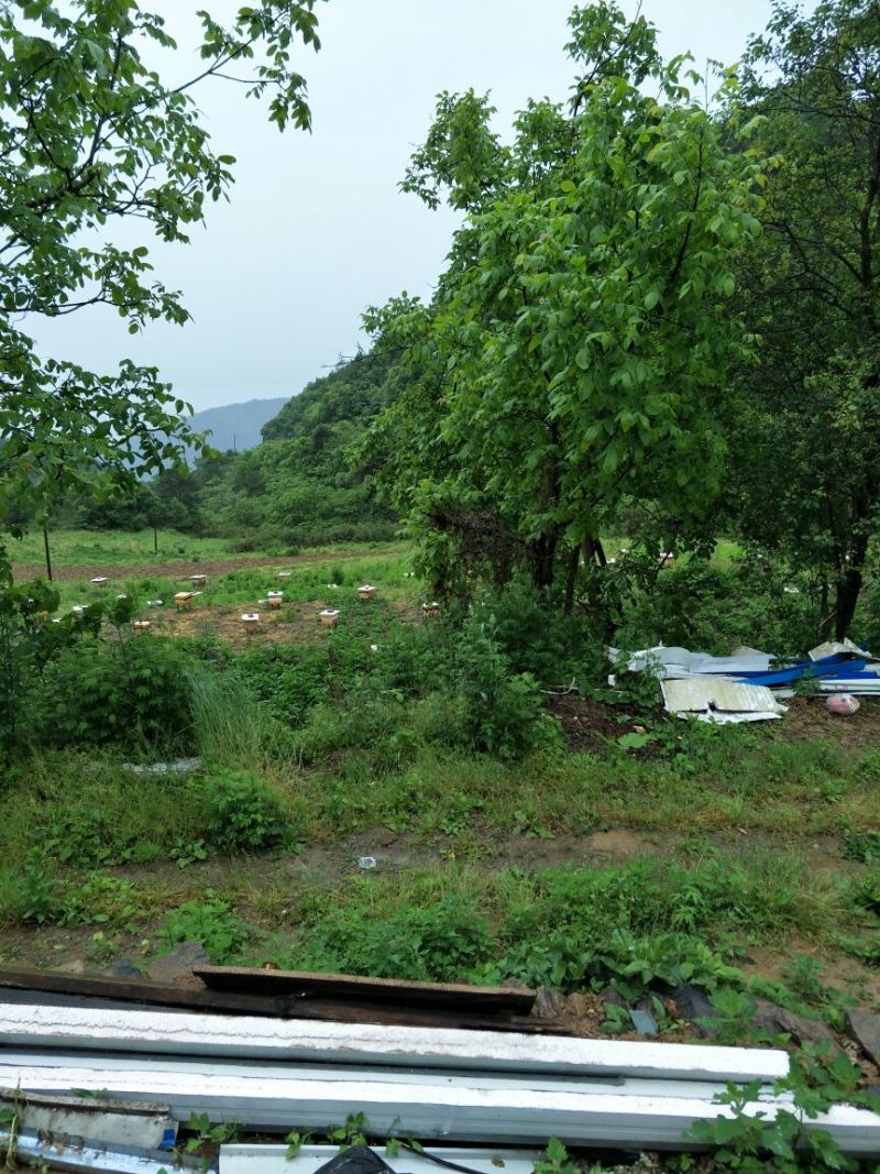 新源土蜂养土蜂养殖基地