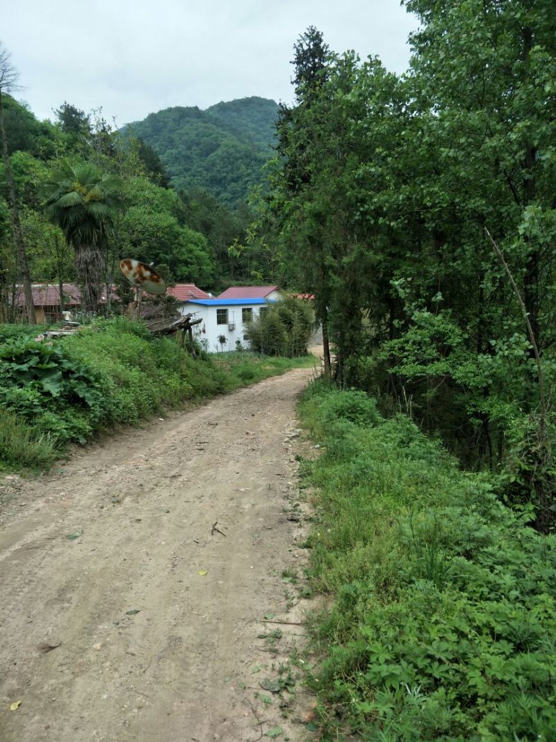 新源土蜂养土蜂养殖基地