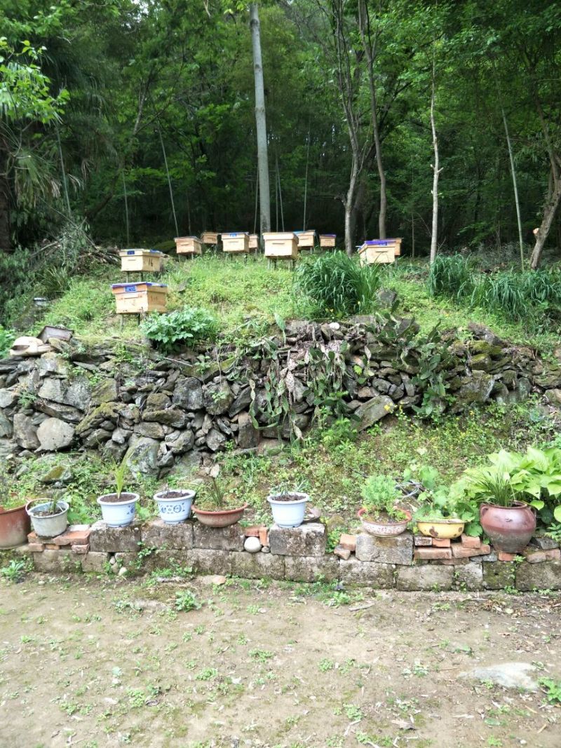新源土蜂养土蜂养殖基地