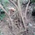 映山红老桩