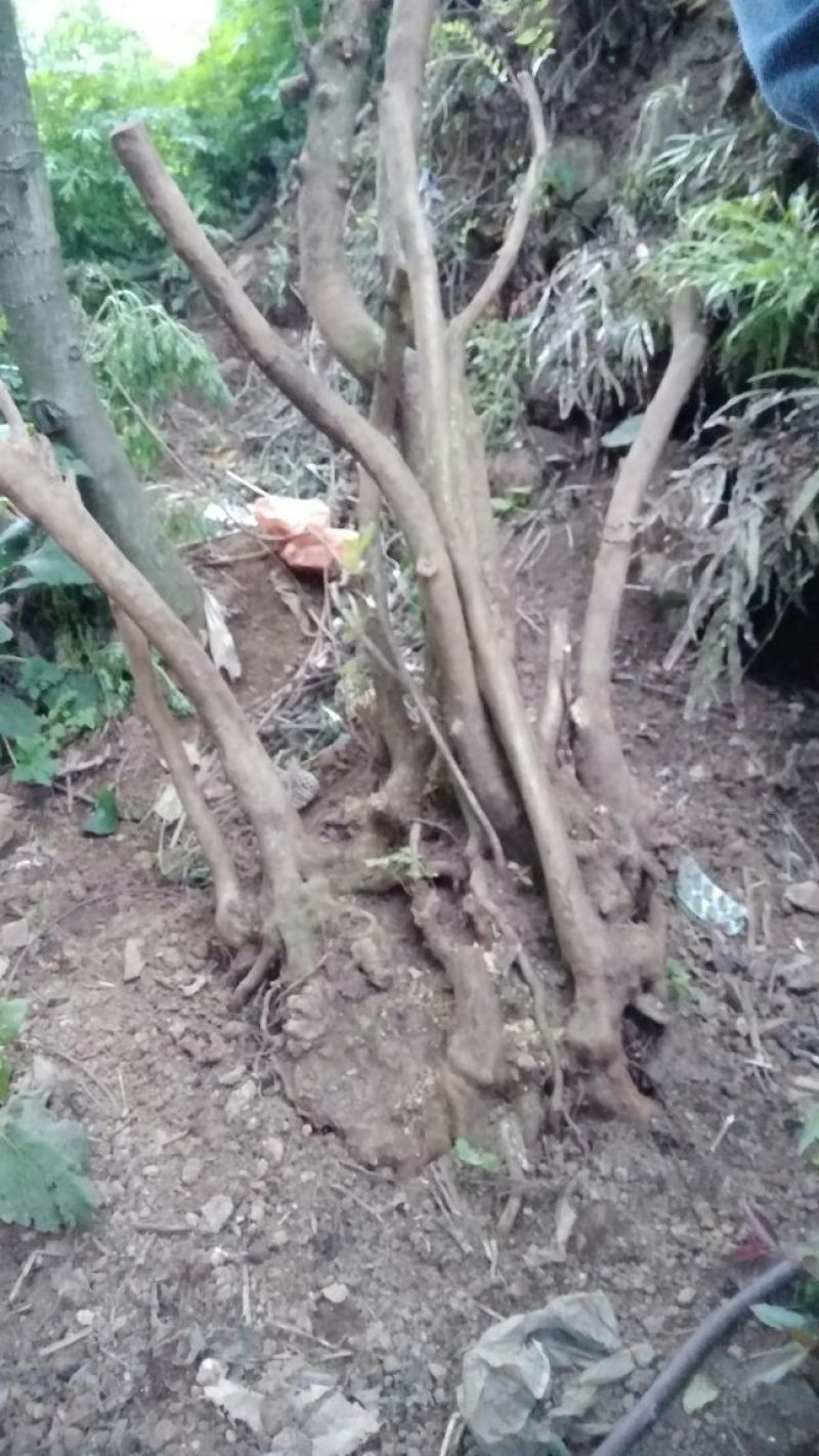 映山红老桩
