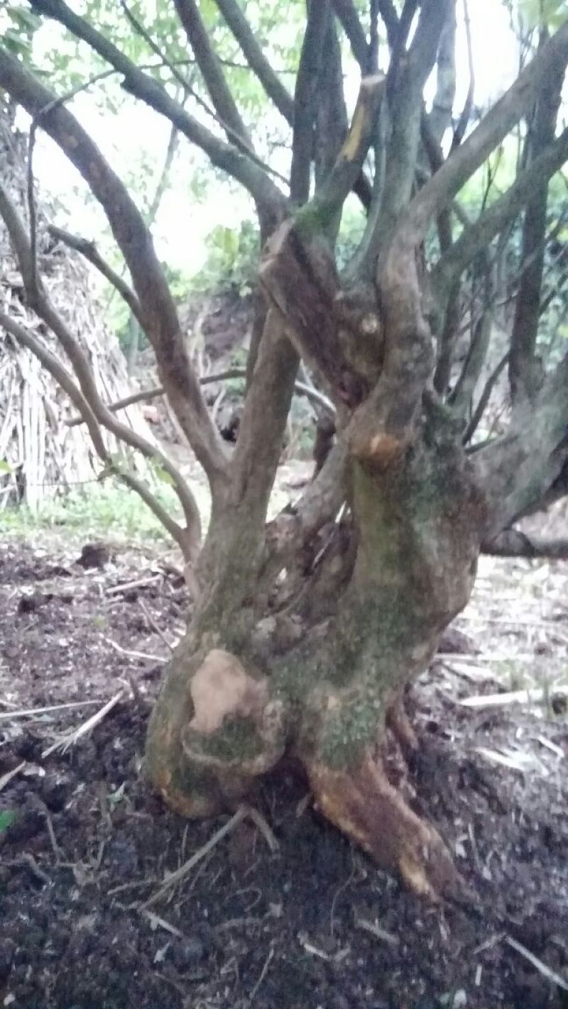 映山红老桩