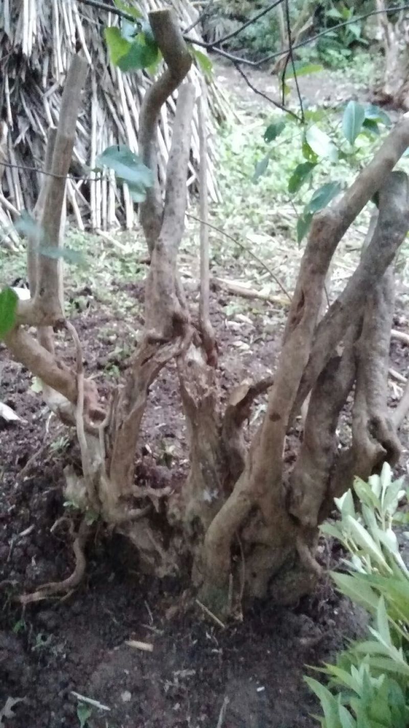 映山红老桩