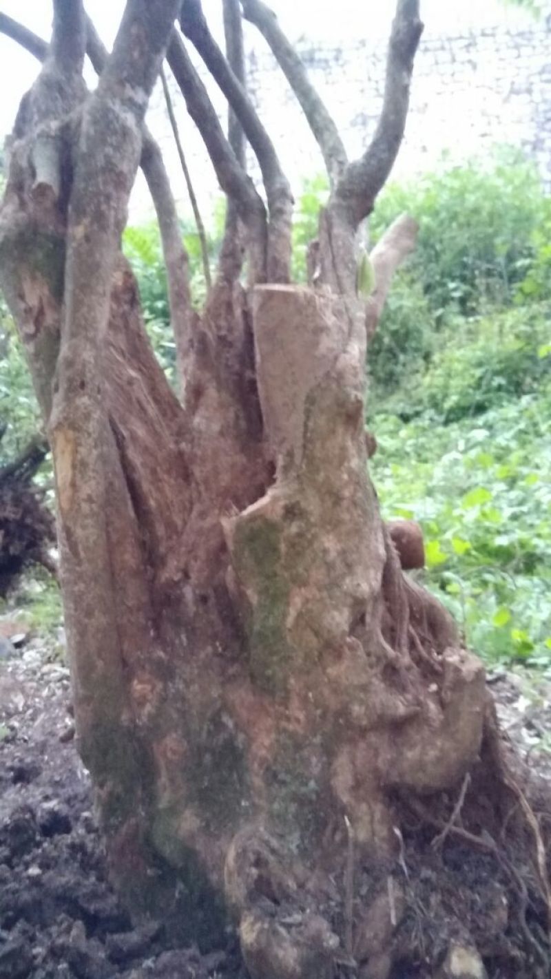 映山红老桩