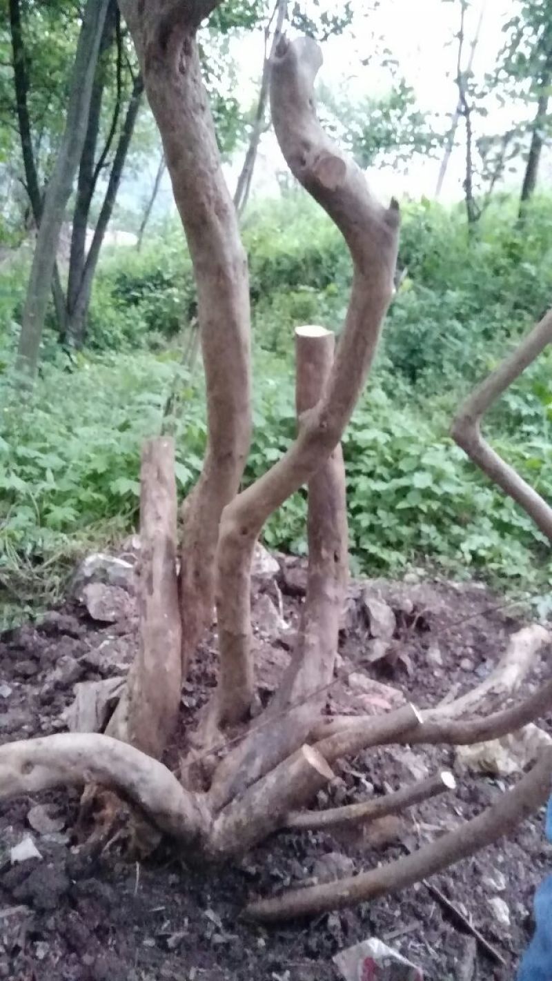 映山红老桩