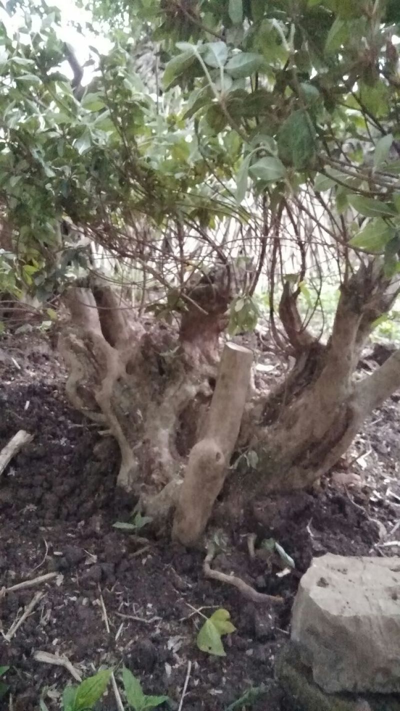 映山红老桩