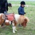 矮马100~200kg