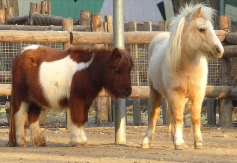 矮马100~200kg