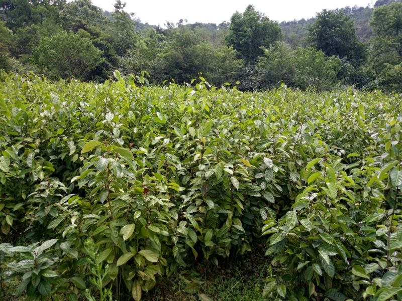 油茶树