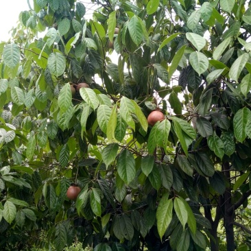 油茶树