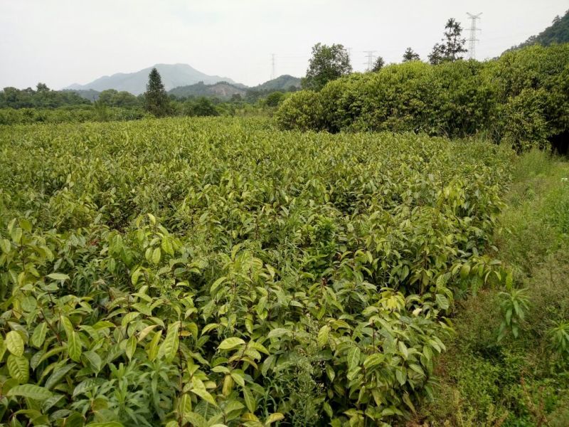 油茶树