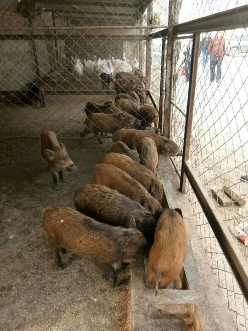 巴马香猪