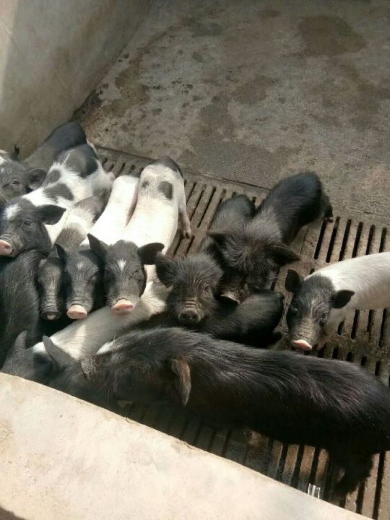 巴马香猪