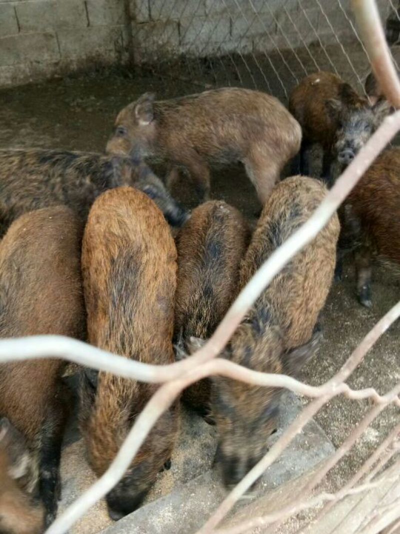巴马香猪