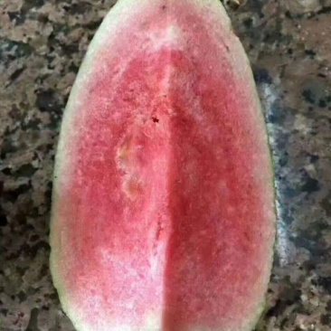 红宝石番石榴树苗