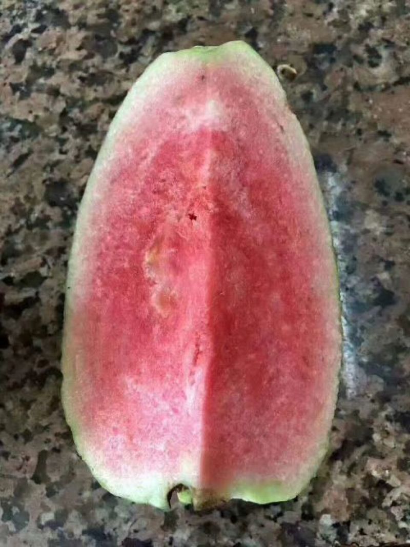 红宝石番石榴树苗