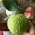 红宝石番石榴树苗