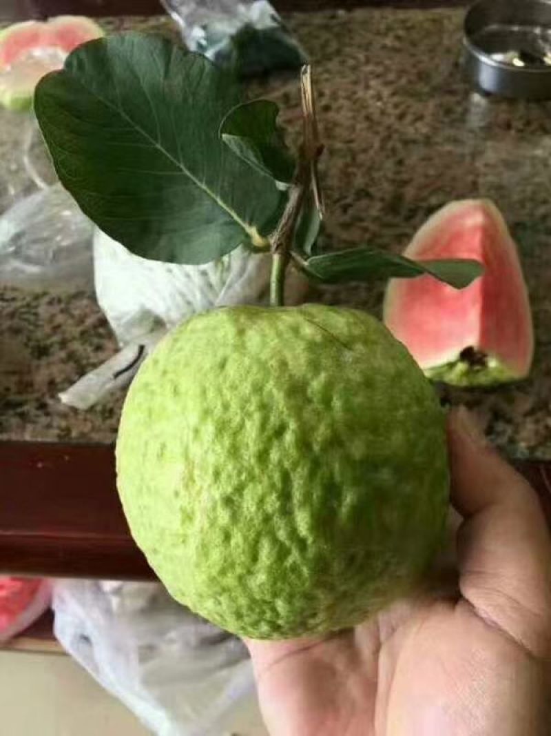 红宝石番石榴树苗