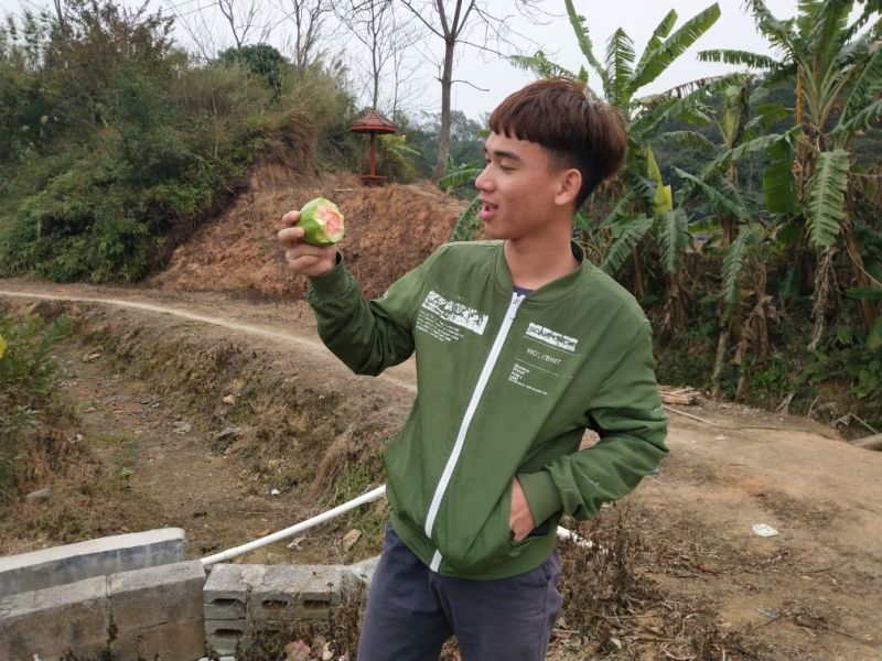 红宝石番石榴树苗