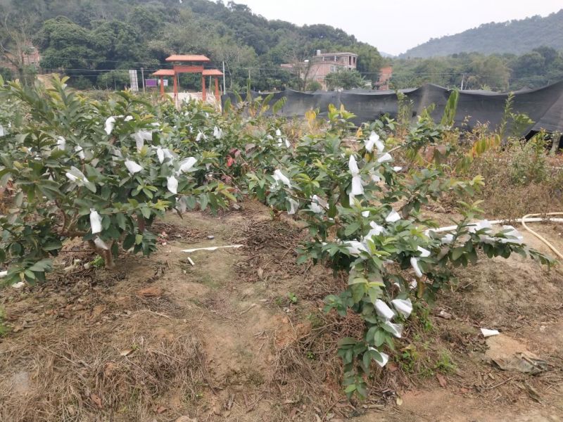 红宝石番石榴树苗
