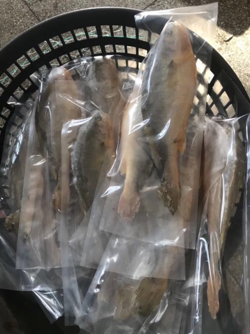 大黄鱼