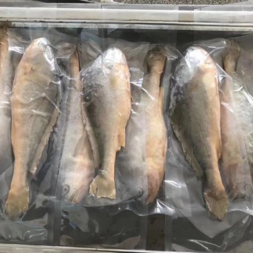 大黄鱼