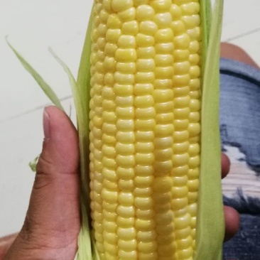 甜脆玉米