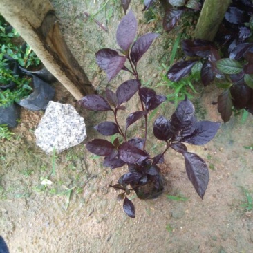 大叶红草