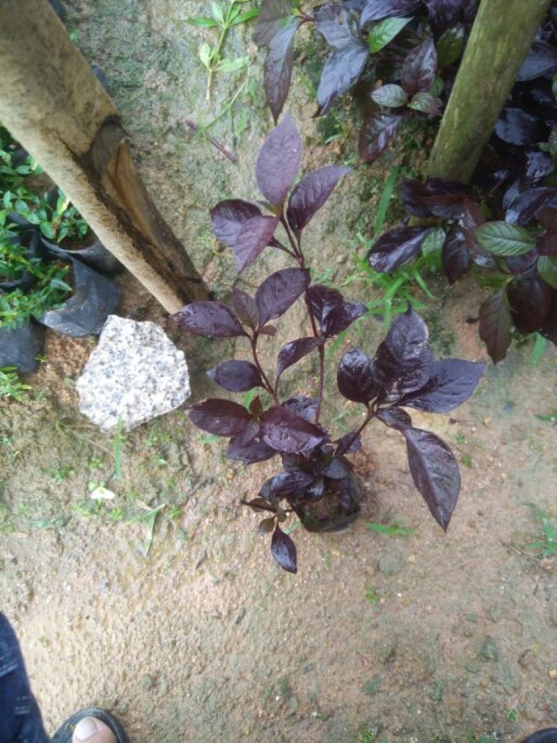 大叶红草