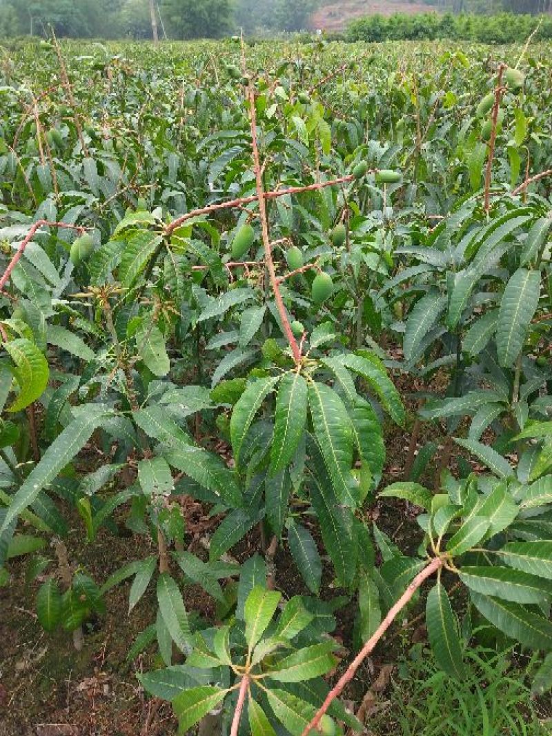 芒果苗金煌台农桂七