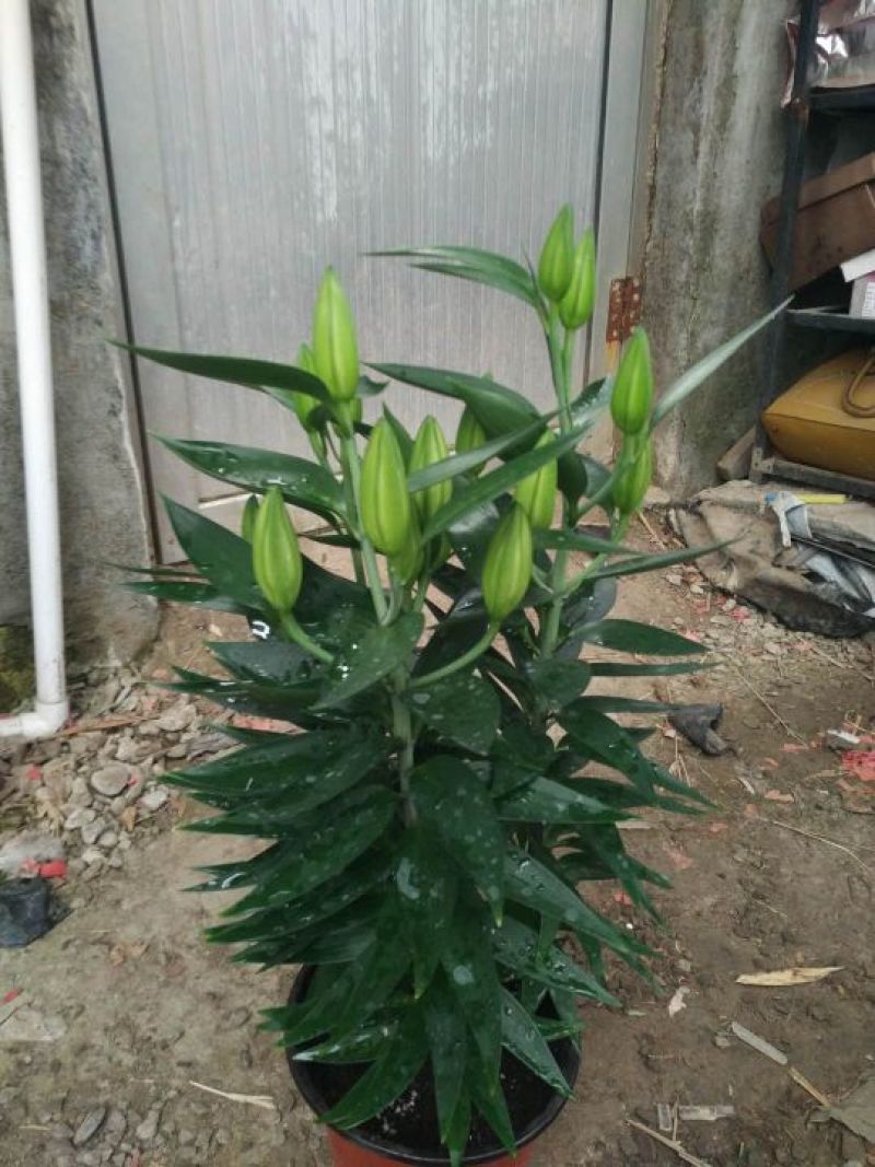 库拉索芦荟，不夜城，美容颜养观赏性强规格齐全