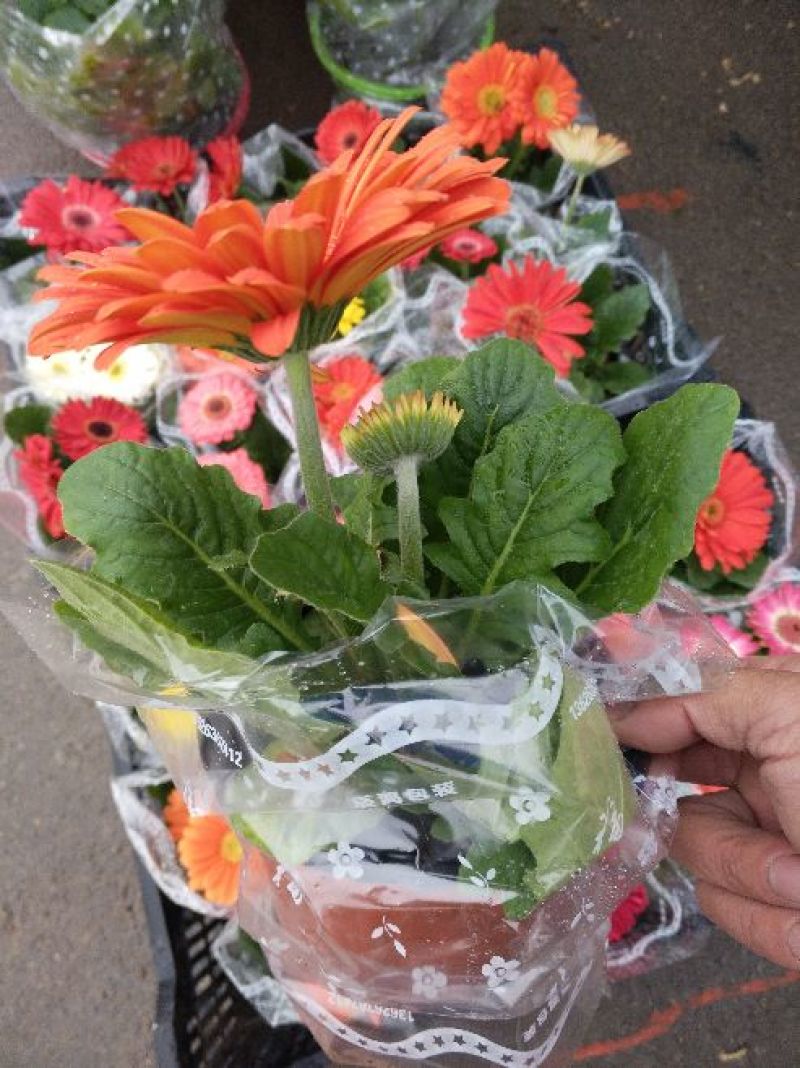 库拉索芦荟，不夜城，美容颜养观赏性强规格齐全