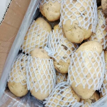 土豆优质荷兰十五土豆，鲜土豆大量上市，价格低，货源充足