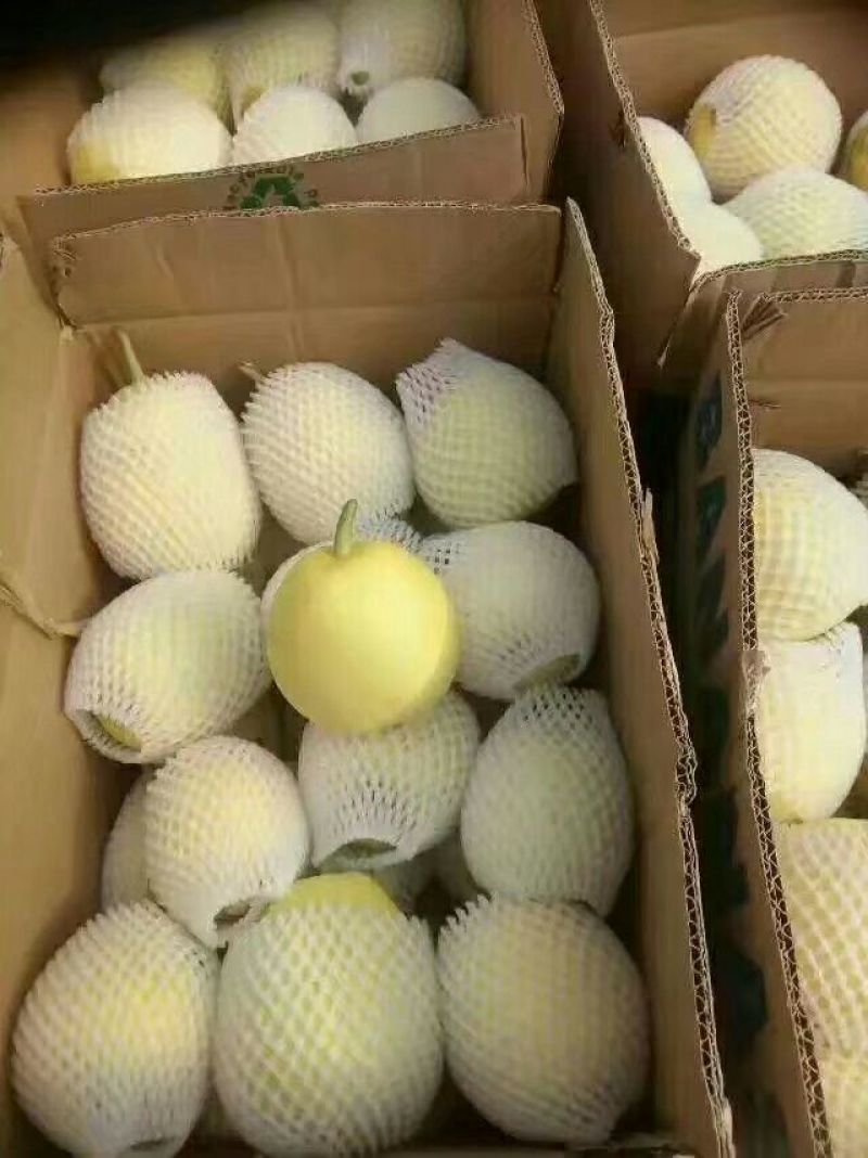 甜瓜