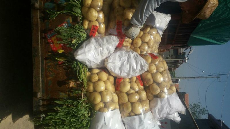 【牛商推荐】荷兰十五土豆，中薯五号1两以上通货一手货源