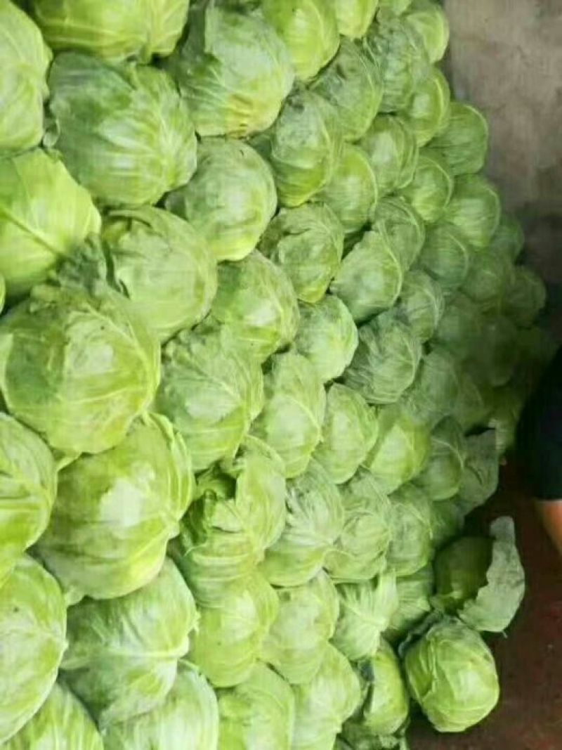 甘蓝