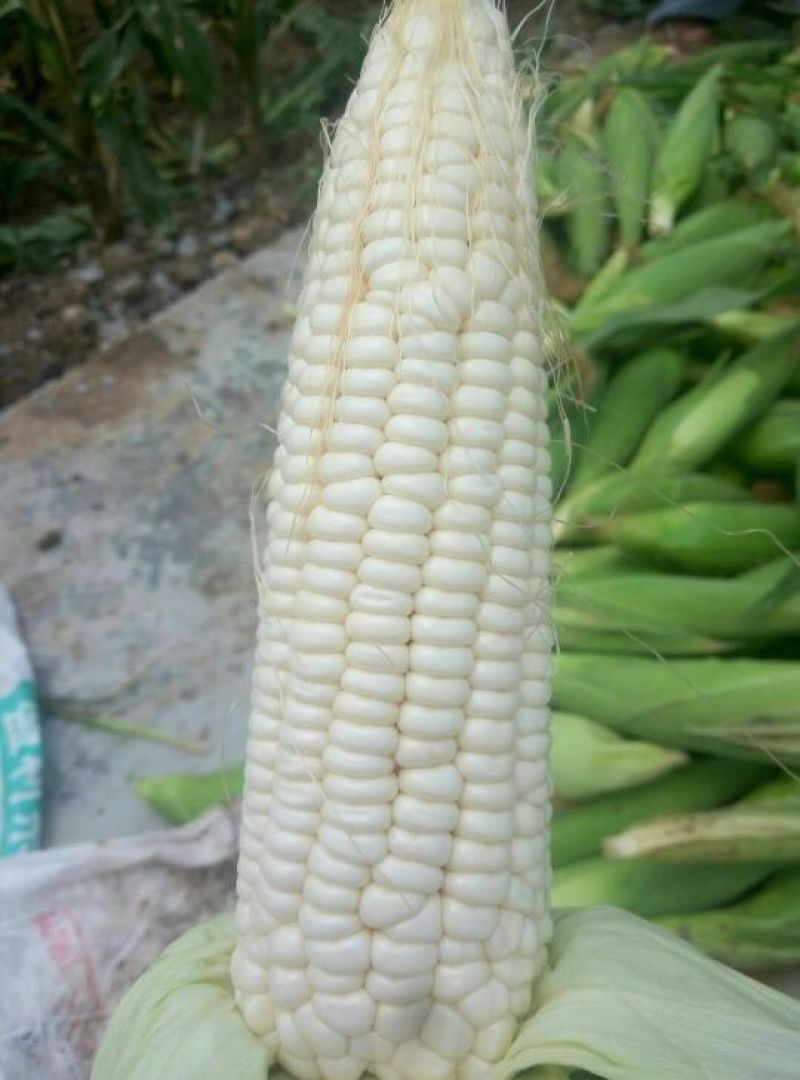 青州玉米预售